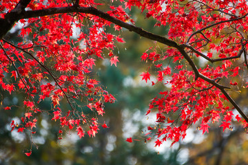 Maple leaves change color in autumn season