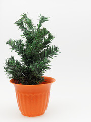 Artificial pine tree in orange plastic plant pot with dotted and stripped isolated on white background