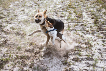 Dog fighting, having fun - the brave Jack Russell Terrier