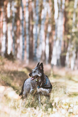 Obraz premium Alert Dog in The Forest