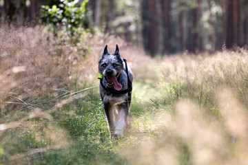Dog Running in The Forest