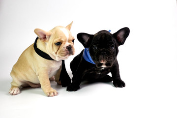 Black and white French Bulldog puppies sitting on white background look at camera, blue scarf and black necktie on neck.