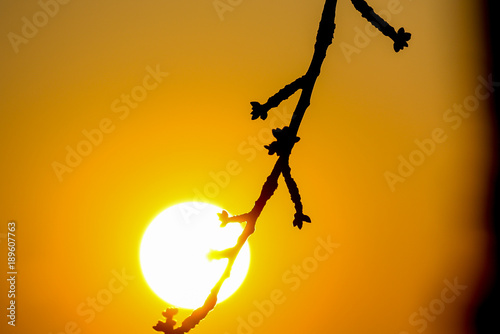 Branche Darbre En Contre Jour Devant Le Soleil Au Coucher