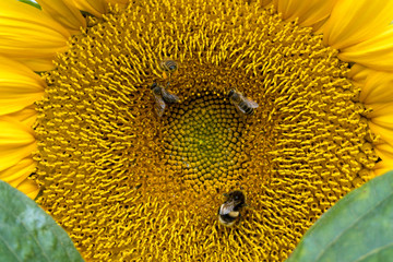 Bienen und Hummel bestäuben eine Sonnenblume
