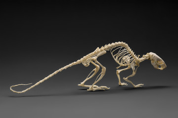 Rodents. Skeleton of rat (mouse).