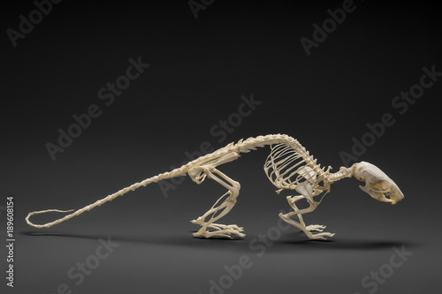 “Photo of rat skeleton. Natural appearance.” Stock photo and royalty