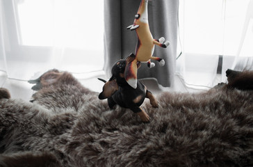 puppy Dachshund on a bearskin rug playing with a toy Fox
