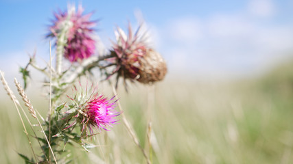 thistle