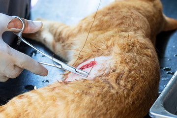 Undergoing surgery and sewing wounds female cats by a veterinary surgeon. Sterilization to reduce the birth rate. Healthcare and medical concept. Soft focus.