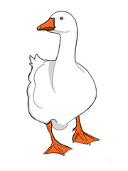 realistic animal goose  duck  illustration drawing and white background © Serkan