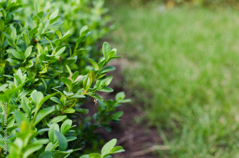 Wall mural Fresh green buxus leaves, Buxus sempervirens.