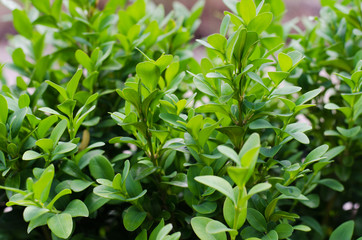 Fresh green buxus leaves, Buxus sempervirens.