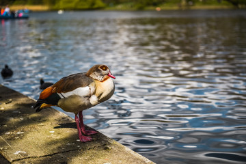 Duck posing by the river.