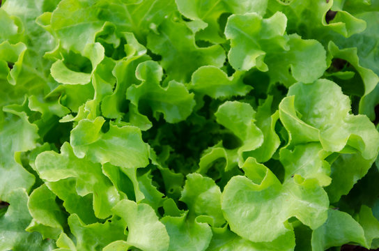 Fresh lettuce leaves background