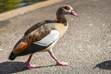 Duck walking by the river.