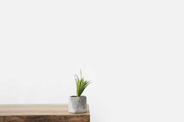 Green potted plant on wooden table on white