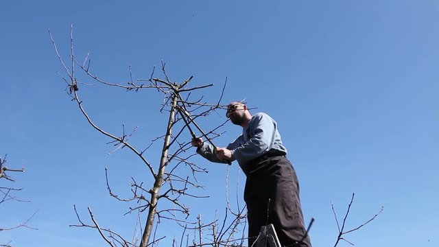 Gardener is cutting branches, pruning fruit trees with pruning shears in the orchard
Farmer is pruning branches of fruit trees in orchard using loppers at early springtime day using ladders.
