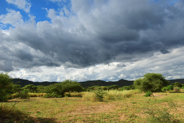 Manyara lake national park, Tanzania, Africa