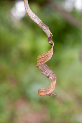 Thin strip of tree bark twisted into spiral is hanging on green blurred background.