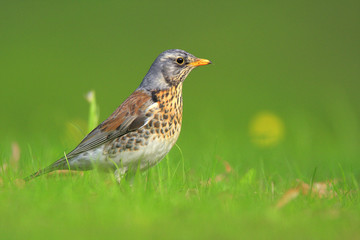 Single Fieldfare bird on grassy wetlands during a spring nesting period