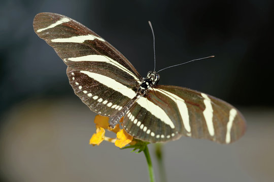 Zebrafalter
