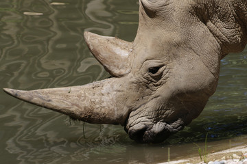 Breitmaulnashorn Portrait (Ceratotherium simum)