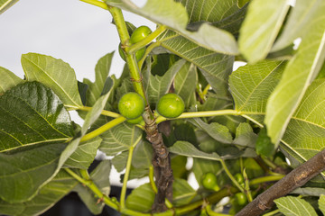 Close-up on figs fruits growing on the tree