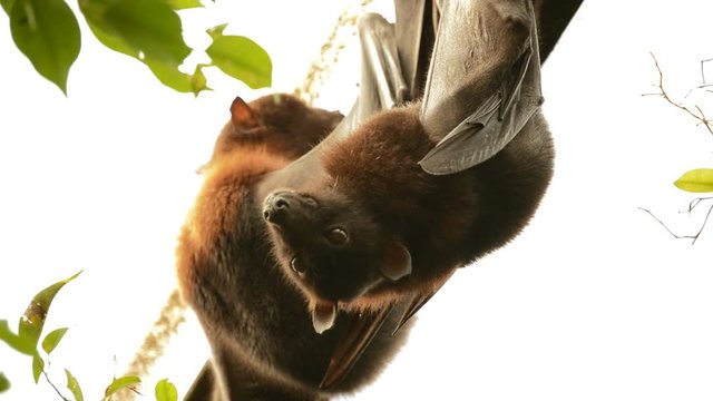 Indian flying fox hanging on the roof of an old building - Pteropus giganteus