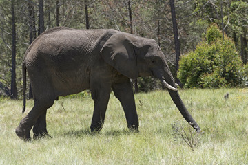Naklejka na ściany i meble Knysna Western Cape South Afrtica. Circa 2017. Young male elephant feeding on grass