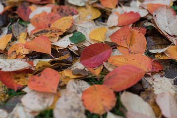 Autumn leaves