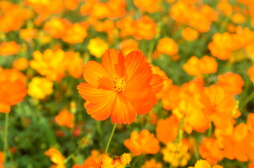 Orange Cosmos Flower in the garden Chiangmai Thailand
