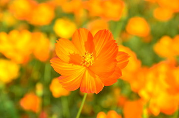 Orange Cosmos Flower in the garden Chiangmai Thailand