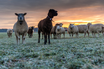 herd of sheeps on a meadow at sunset, Utzenstorf, Switzerland