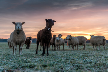 herd of sheeps on a meadow at sunset, Utzenstorf, Switzerland