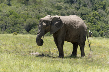 Fototapeta premium Knysna Western Cape South Afrtica. Circa 2017. Young male elephant feeding on grass