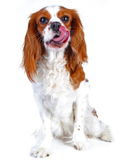 Spaniel dog puppy on white. Funny and cute cavalier king charles spaniel dog puppy on isolated...