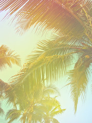Fototapeta na wymiar Toned palm trees background