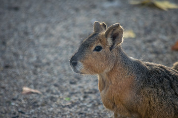 Animal