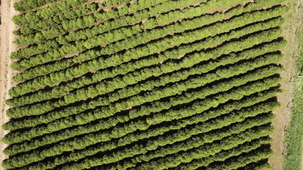 Coffee plantation farm in Brazil 