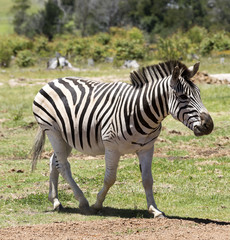 Fototapeta na wymiar Knysna Western Cape South Africa Circa 2017. A Birchell's Zebra walking in African countryside