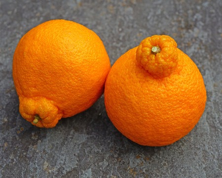 Sumo Citrus Giant Mandarin Orange Fruit