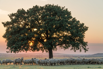 Beautiful rural landscape with a flock of sheeps and a big lonely tree in the setting light of golden hour, Dobrogea, Romania