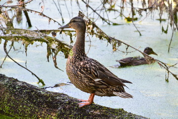 a wild duck is standing on a fallen tree on a forest lake