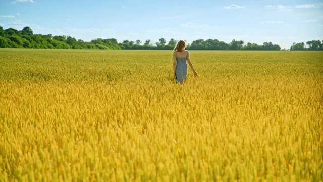 Walking woman touch wheat ears. Blondy girl go away in gold field landscape. Nature beauty woman. Rich summer harvest