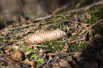 a cone lying on a moss in a forest illuminated by the falling sun in autumn