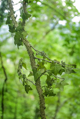 Climbing plant with green leafs.