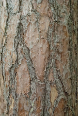 Brown white tree bark texture closeup