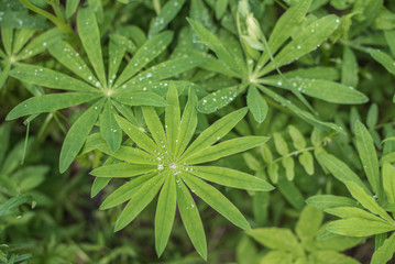 Rain drops