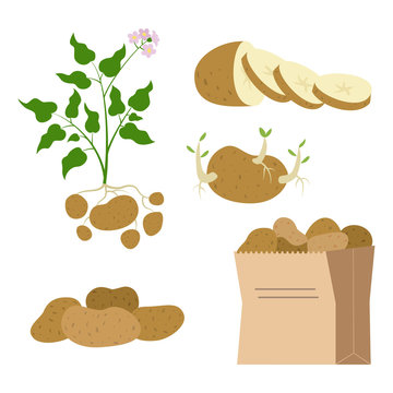 Icon set of potatoes on white background.