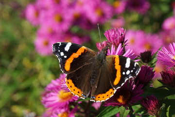 Admiral im Spätsommer